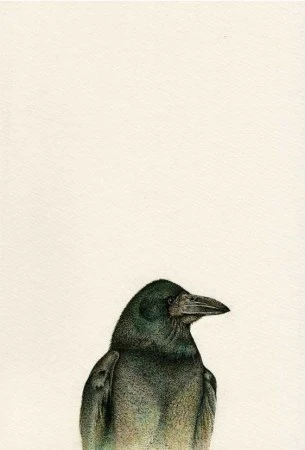 Corvus frugilegus